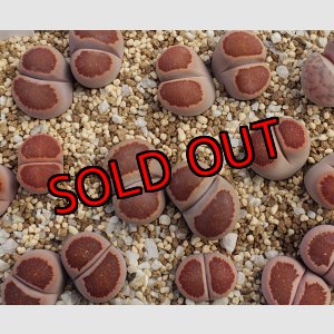 画像:  紅窓玉【26-1】