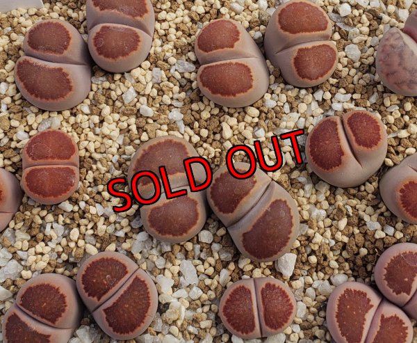 画像1:  紅窓玉【26-1】