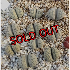 画像: Frik Green【26-1】