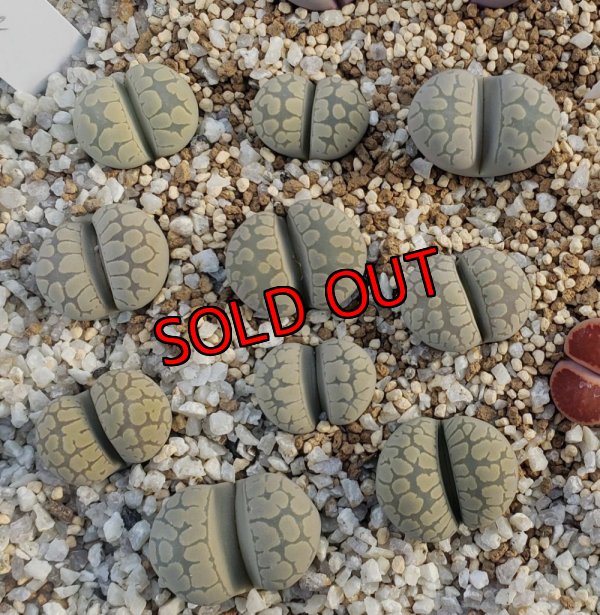 次の写真に番号振ってます