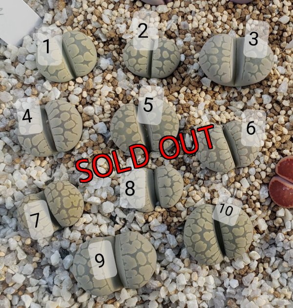 画像2: Frik Green【26-1】