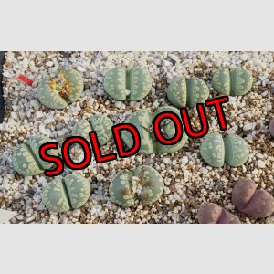 画像:  Midori-Otsue　ex. C350【26-1】