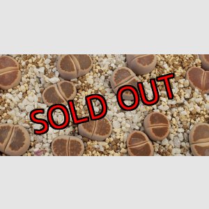 画像: 窓朱弦玉/2H【26-1】