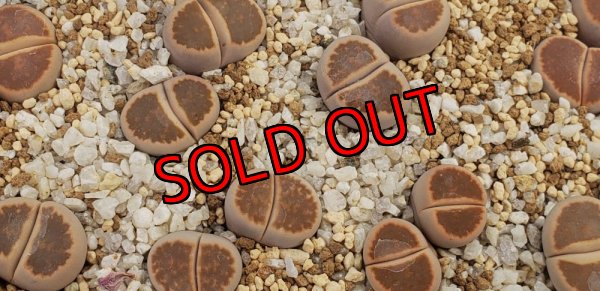 画像1: 窓朱弦玉/2H【26-1】