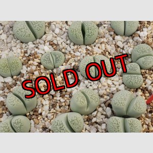 画像: herri Splendido【26-1】