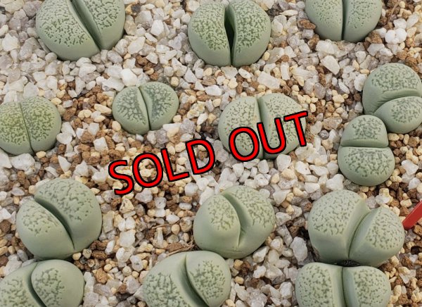 画像1: herri Splendido【26-1】