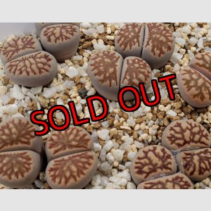 画像:  菊化石/2H【26-1】