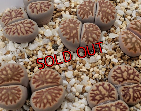 画像1:  菊化石/2H【26-1】