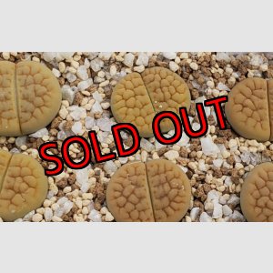 画像: C38A v.lutea Aubarede,  【26-1】