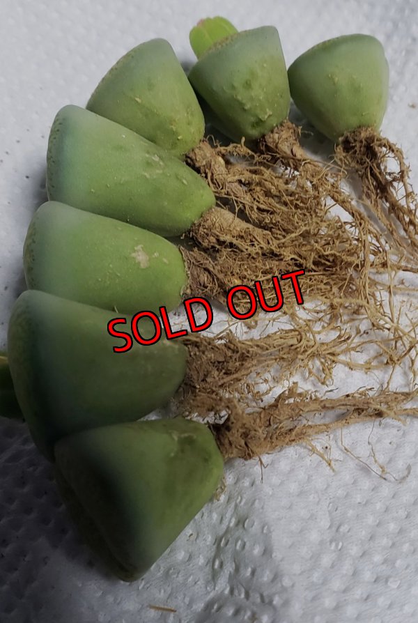 脱皮したらきれいになります/割引きあり