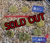 画像:  C1A Venter green 緑弁天玉【26-1】