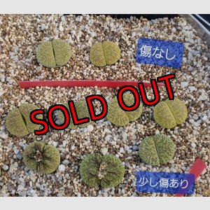 画像:  C1A Venter green 緑弁天玉【26-1】