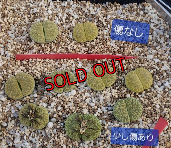 画像1:  C1A Venter green 緑弁天玉【26-1】