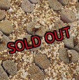 画像: Shiro Bentengyoku/白弁天玉/2H【26-1】