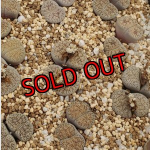 画像: Shiro Bentengyoku/白弁天玉/2H【26-1】