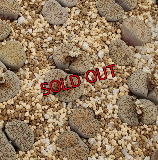 画像1: Shiro Bentengyoku/白弁天玉/2H【26-1】