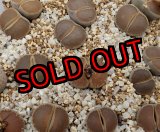 画像: C153　Maraisii'　窓マライシー【26-1】