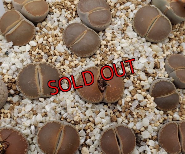 画像1: C153　Maraisii'　窓マライシー【26-1】