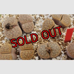 画像: C221 fulviceps v. fulviceps 【26-1】