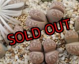 画像: C365 Framesii/2H【26-1】