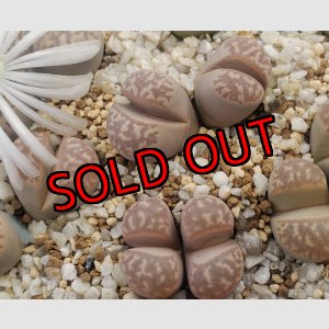 画像: C365 Framesii/2H【26-1】