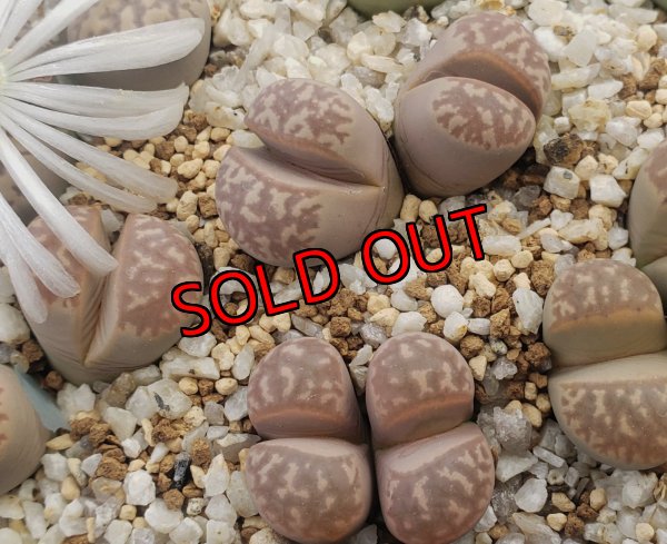 画像1: C365 Framesii/2H【26-1】