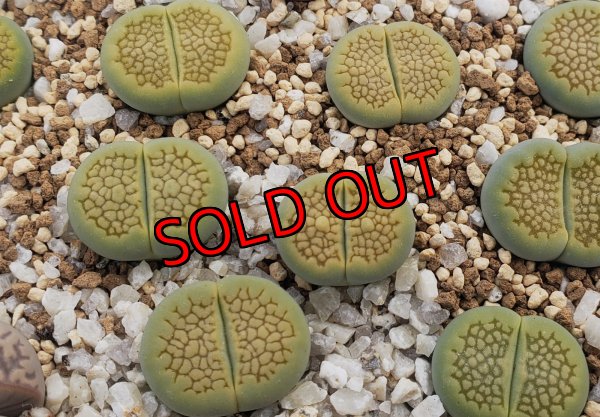 画像1: Sakkies Green`ss  【26-1】