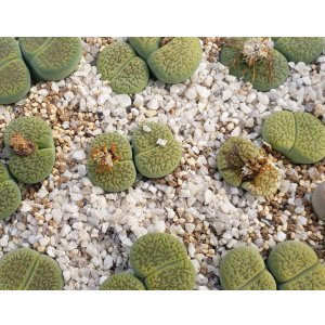 画像: Annarosa アンナローサ/2H【26-1】