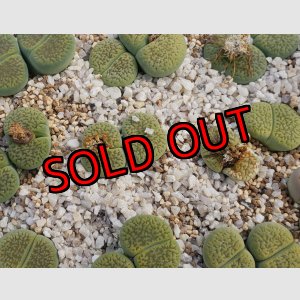 画像: Annarosa アンナローサ/2H【26-1】