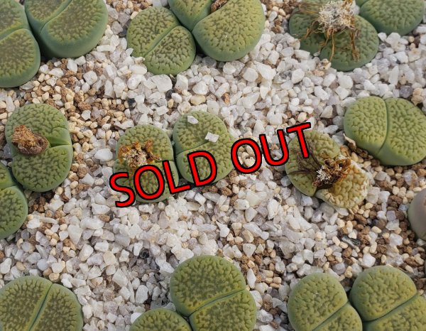 画像1: Annarosa アンナローサ/2H【26-1】