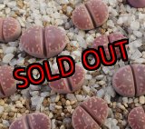 画像:  Red olive/紅オリーブ玉【26-1】