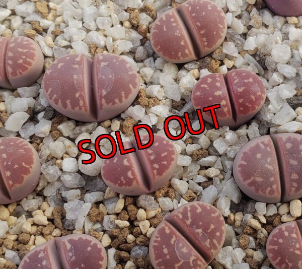 画像1:  Red olive/紅オリーブ玉【26-1】