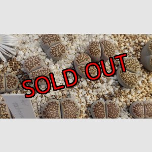 画像:  hallii Black spiderweb 【26-1】