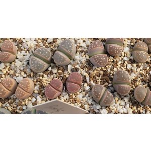 画像: C403 v.nebrownii /2H【26-1】