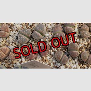 画像: C403 v.nebrownii /2H【26-1】