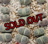 画像: C109 v.olivacea【26-1】