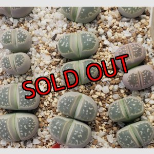 画像: C109 v.olivacea【26-1】