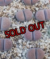 画像: Pinky` ex. B.S. 【26-1】