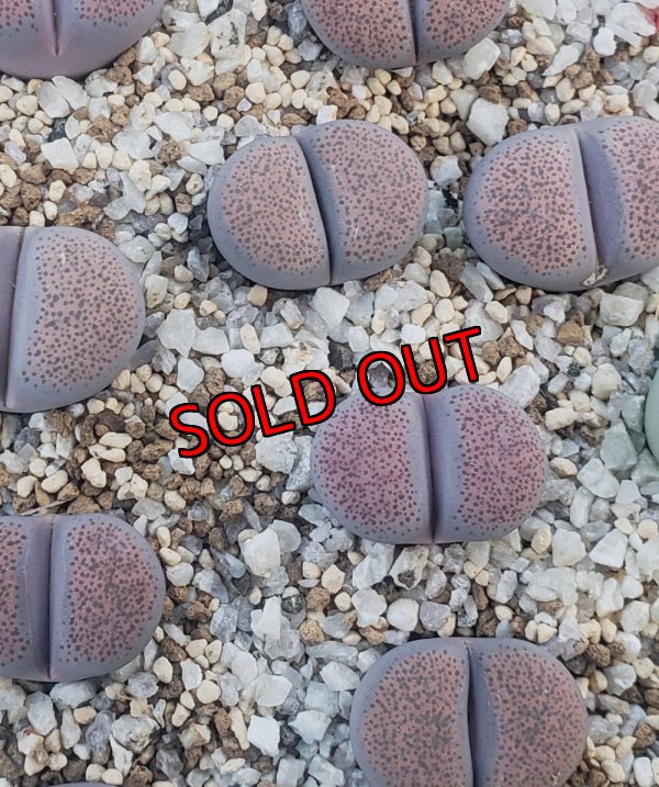 画像1: Pinky` ex. B.S. 【26-1】