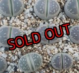 画像: C55 v.olivacea【26-1】