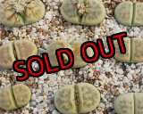 画像: Dintergreen' C206A【26-1】