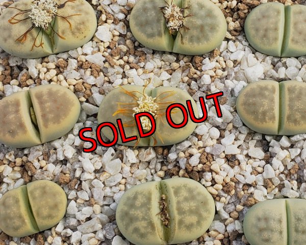 画像1: Dintergreen' C206A【26-1】