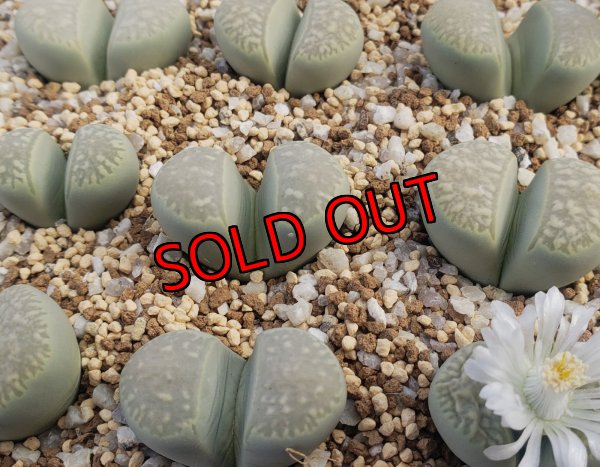 画像1: Polepsky Smaregd【26-1】