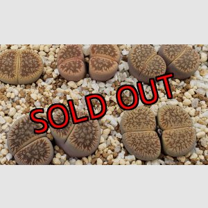 画像:  C54 v. fluminalis  【26-1】