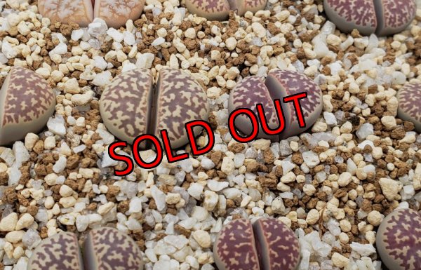 画像1: C304 L.naureeniae【26-1】