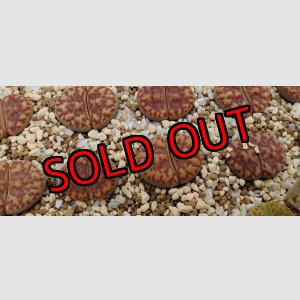 画像: white Nymph 【26-1】