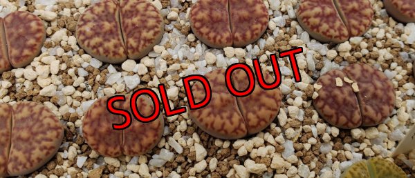 画像1: white Nymph 【26-1】