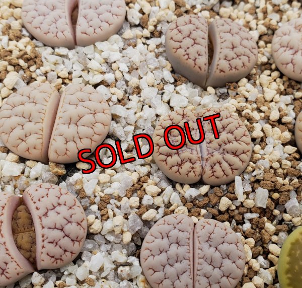 画像1: C189 v. waldroniae 【26-1】