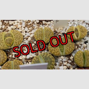 画像: Sulphurea C362 【26-1】