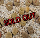 画像: C412 v. laevigata/2H【26-1】